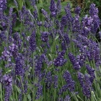 Лаванда ELLAGANCE, Purple Лаванда ELLAGANCE, Purple