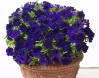 Петуния Бейби Джоконда Blue F1 Петуния Бейби Джоконда Blue F1