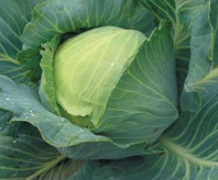 Капуста Куизор F Капуста Куизор F