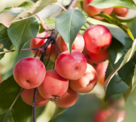 Яблоня ягодная (Malus baccata) 10 семян 0,2 гр. Яблоня ягодная (Malus baccata) 10 семян 0,2 гр.