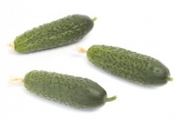 Огурец Кибрия F1 Нидерланды 10 семян Огурец Кибрия F1 Нидерланды 10 семян