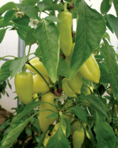 Перец Сноувайт F1 Перец Сноувайт F1