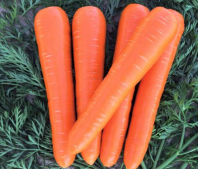 Морковь Вак-70 F1 Морковь Вак-70 F1