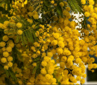 Акация серебристая (Acacia dealbata) 0,2 гр.