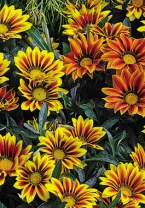 Гацания Кисс F1 Флейм Микс Гацания Кисс F1 Флейм Микс