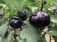 Баклажан Руджеро F1