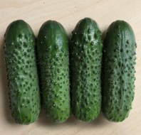Огурец Брандино F1