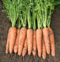 Морковь Белградо F1 Морковь Белградо F1