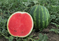 Арбуз Арашан F1 Арбуз Арашан F1