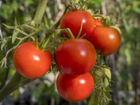 Томат Гравитет F1 Томат Гравитет F1