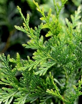 Туя складчатая (Thuja plicata) 0,1 гр. 100 семян Туя складчатая (Thuja plicata) 0,1 гр. 100 семян