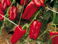 Перец Даллас F1 Перец Даллас F1