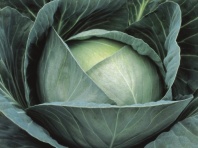 Капуста Профессор F1 белокочанная Швейцария 20 семян Капуста Профессор F1 белокочанная Швейцария 20 семян