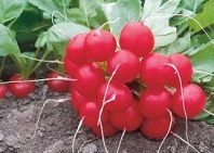 Редис Донар F1 Редис Донар F1