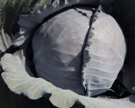 Капуста Климаро F1 Капуста Климаро F1