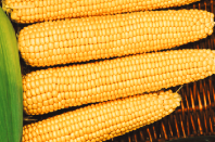 100 Кукуруза Мегатон F1 Франция 100 семян 100 Кукуруза Мегатон F1 Франция 100 семян