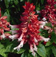 Сальвия Salsa Scarlet Bicolor Сальвия Salsa Scarlet Bicolor