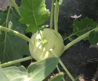 Капуста Оазис F1 Капуста Оазис F1