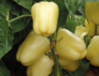 Перец Бланчина F1 Перец Бланчина F1