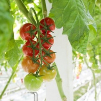 Томат Аморозо F 1 Томат Аморозо F 1