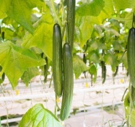 10 Огурец Лоэнгрин F1 Нидерланды «Профессиональные семена» 10 семян