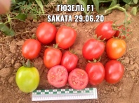 Томат Гюзель F1 Томат Гюзель F1