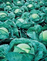 Капуста Атрия F1