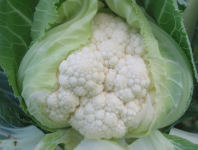 Капуста Уайт Консепт F1