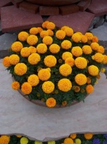 Бархатцы прямостоячие Дискавери F1 Orange Бархатцы прямостоячие Дискавери F1 Orange