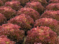 Салат Туска Салат Туска