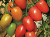 Томат Гранадеро F 1 Томат Гранадеро F 1