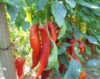 Перец Канарио Реал F1 Перец Канарио Реал F1