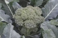 Капуста Монтебелло F1 Капуста Монтебелло F1