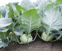 Капуста Едер F1 Капуста Едер F1