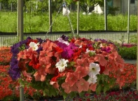 Петуния ампельная Нивола F1 Mixed Петуния ампельная Нивола F1 Mixed