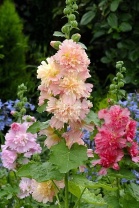 Мальва Spring Celebrities Apricot