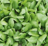 Шпинат Рембрандт F1 Шпинат Рембрандт F1