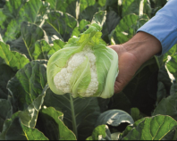 Капуста Толедо F1