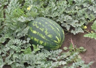 Арбуз Варда F1 Арбуз Варда F1