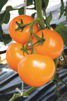 Томат TI-169 F1