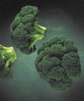 Капуста Лорд F1 Капуста Лорд F1