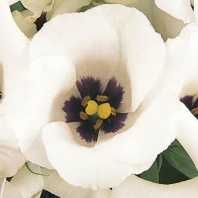 Эустома, лизиантус серия Флорида F1 Silver