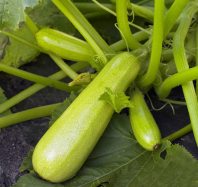 Кабачок Каризма F1