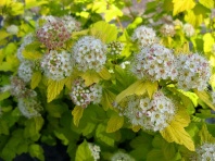 Пузыреплодник калинолистный (Physocarpus opulifolius) 0,5 г