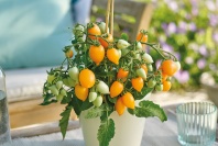 Томат Funnyplums F1 Orange Томат Funnyplums F1 Orange