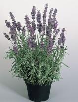 Лаванда Hidcote Blue Лаванда Hidcote Blue