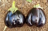 Баклажан Тудела F1