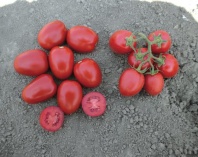 Томат Милта F1