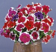 Петуния крупноцветковая Донна F1 Mix Picotee