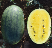 Арбуз Шуга Еллоу F1 Арбуз Шуга Еллоу F1